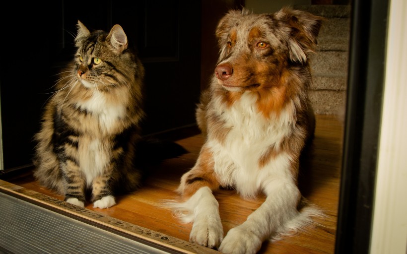 猫与狗的友谊图片(35张)