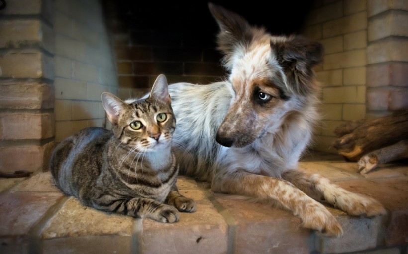 猫与狗的友谊图片(35张)