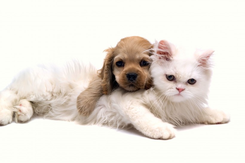 猫与狗的友谊图片(35张)