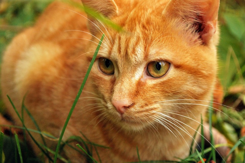 猫咪脸部特写图片(10张)