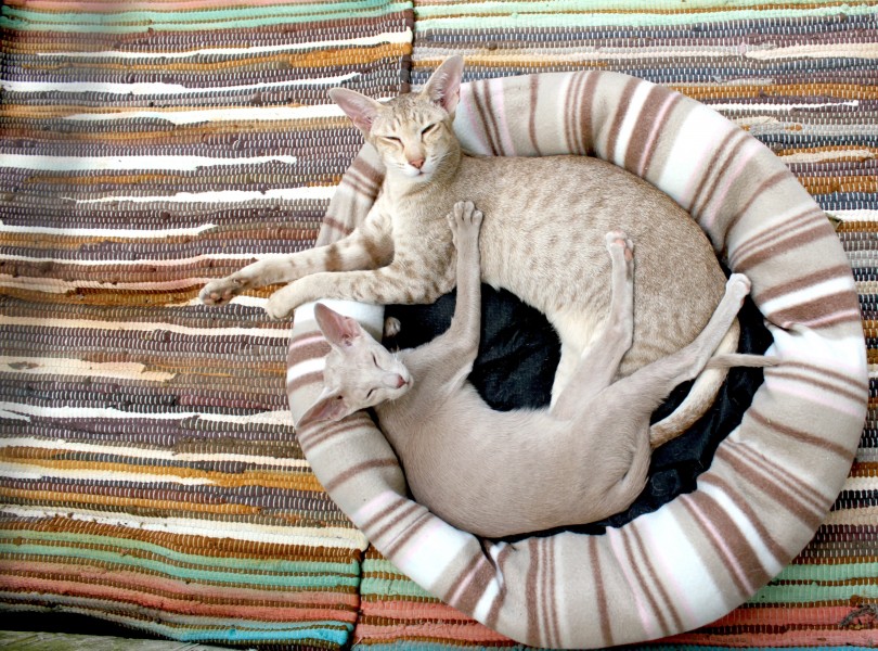 猫窝里的猫咪图片(10张)