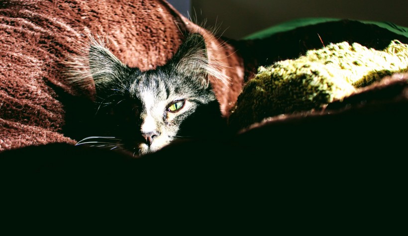 猫窝里的猫咪图片(10张)