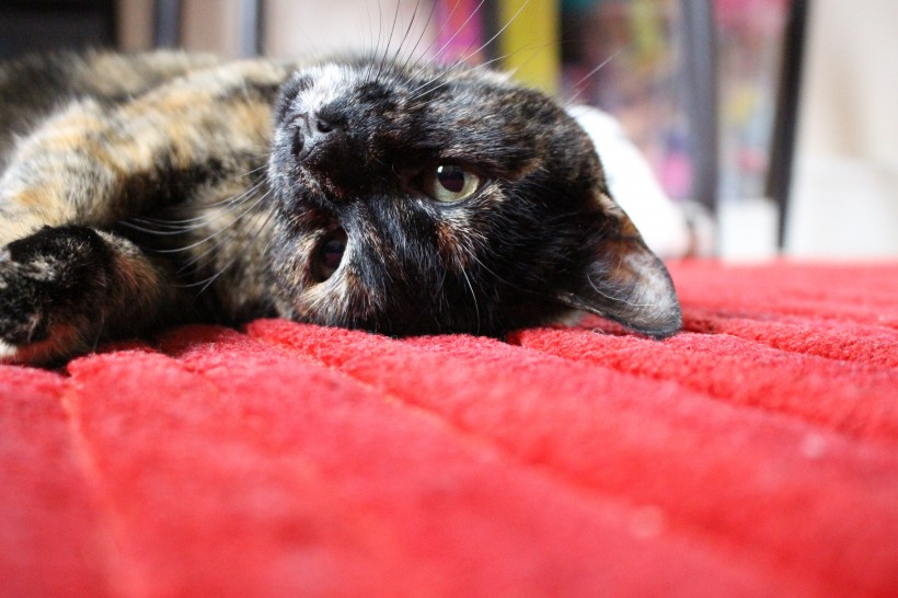 躺在地毯上的猫咪图片(10张)