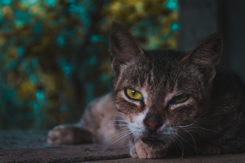 躺在地毯上的猫咪图片(10张)