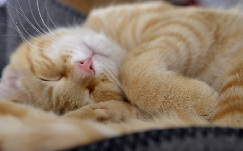 酣睡的猫咪图片(6张)