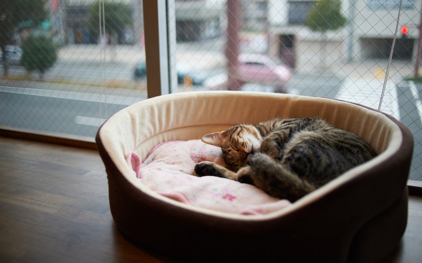睡梦中的可爱小猫图片(21张)