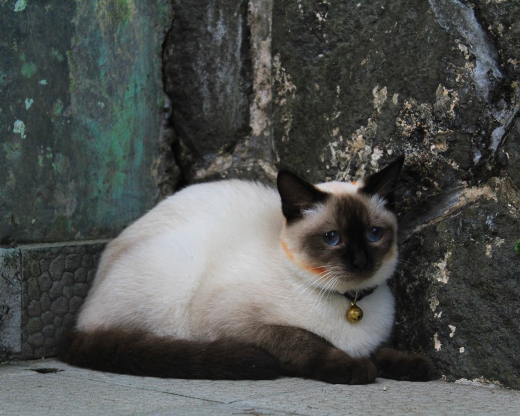 毛茸茸的猫咪图片(10张)