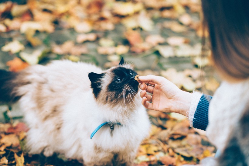 毛茸茸的猫咪图片(10张)