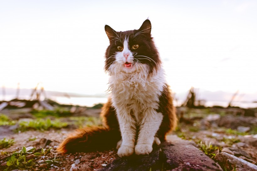 毛茸茸的猫咪图片(10张)