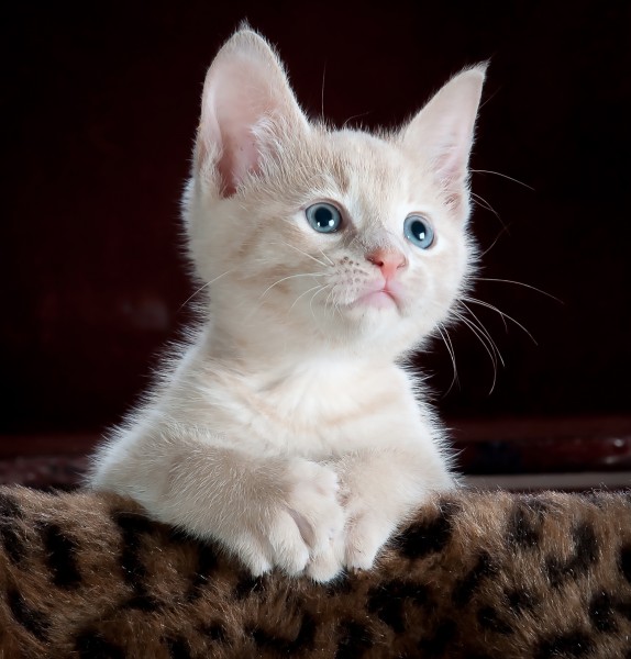 毛绒绒的幼猫图片(10张)