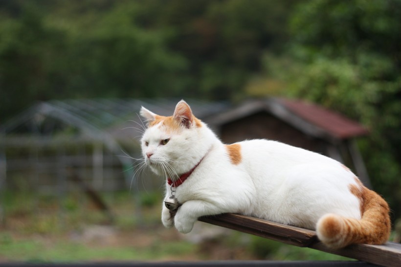 超级憨态可爱的猫叔图片 第二辑(78张)