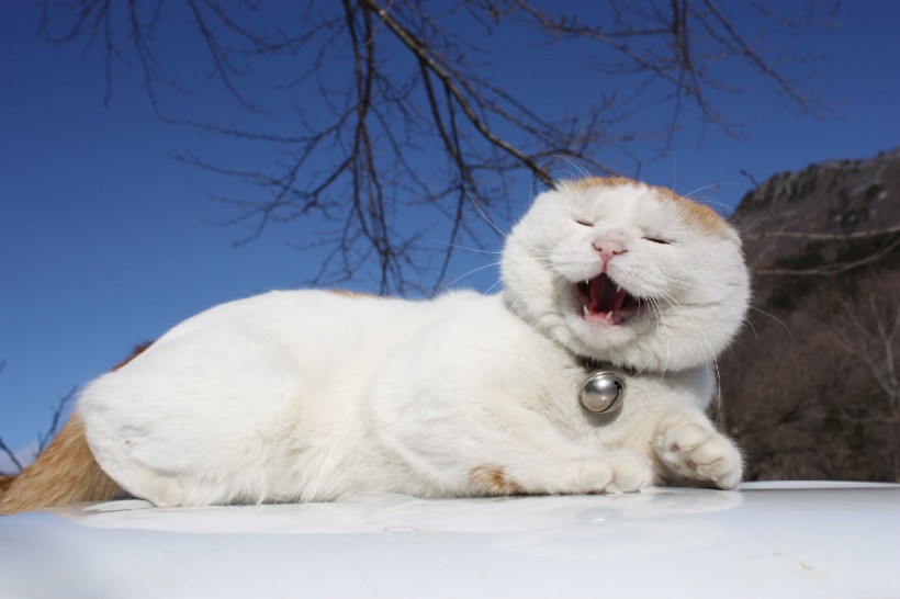 超级憨态可爱的猫叔图片 第二辑(78张)