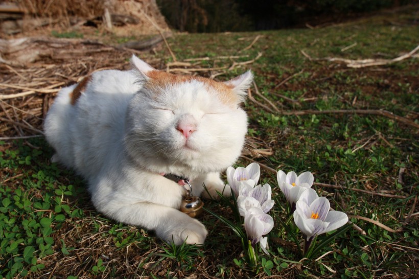 超级憨态可爱的猫叔图片 第二辑(78张)