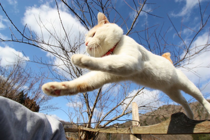 超级憨态可爱的猫叔图片 第二辑(78张)