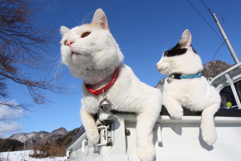 超级憨态可爱的猫叔图片 第二辑(78张)