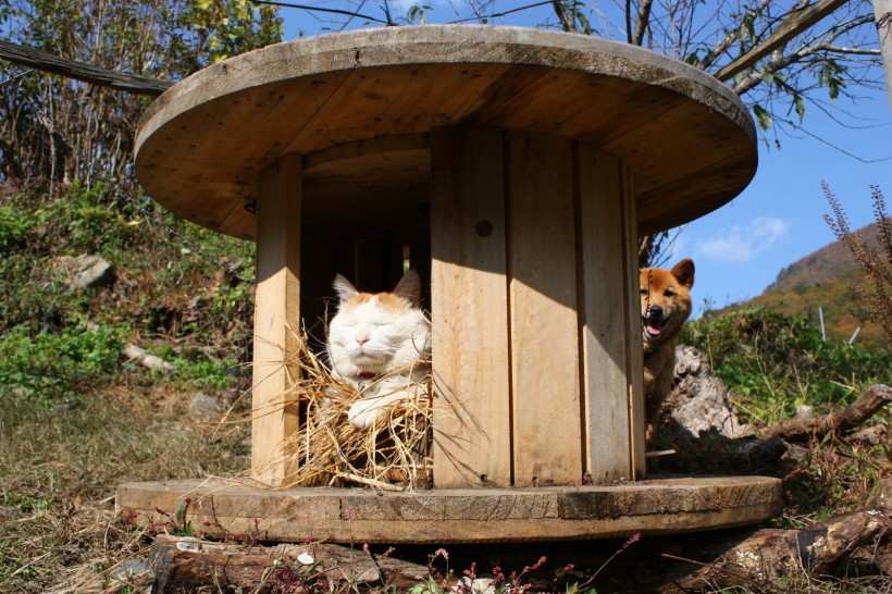 超级憨态可爱的猫叔图片 第二辑(78张)