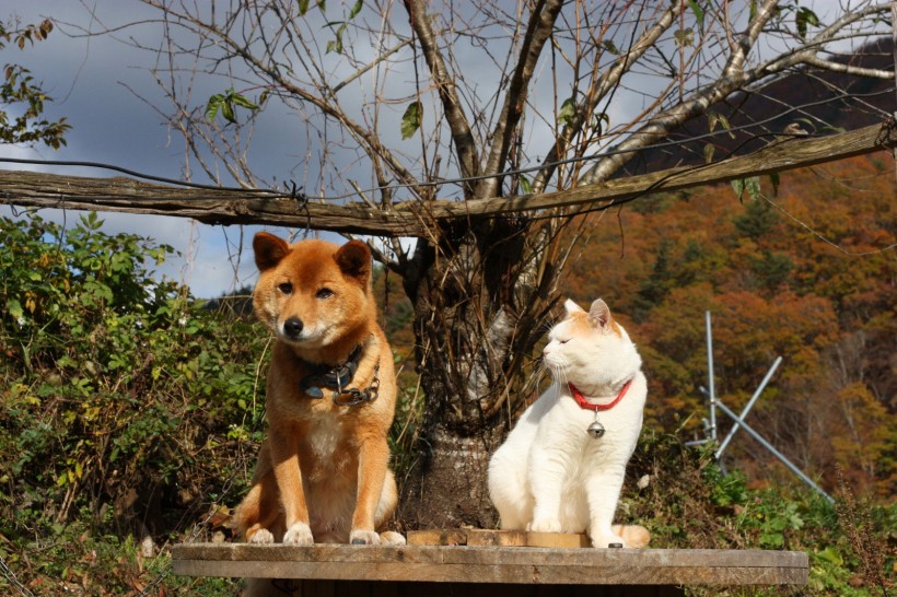 超级憨态可爱的猫叔图片 第二辑(78张)