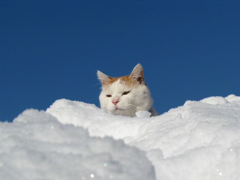 超级憨态可爱的猫叔图片 第三辑(73张)