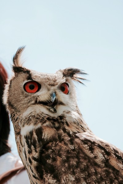眼神锐利的猫头鹰图片(10张)