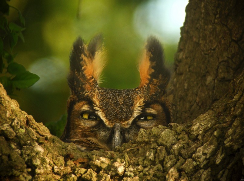 眼神尖锐的猫头鹰图片(10张)