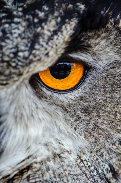 眼神尖锐的猫头鹰图片(10张)