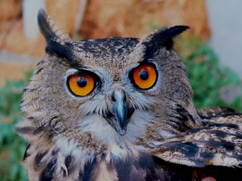 眼神锐利的猫头鹰图片(10张)