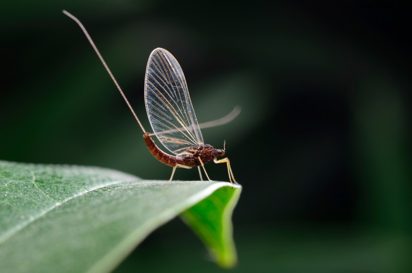 翅膀透明的蜉蝣昆虫图片(6张)