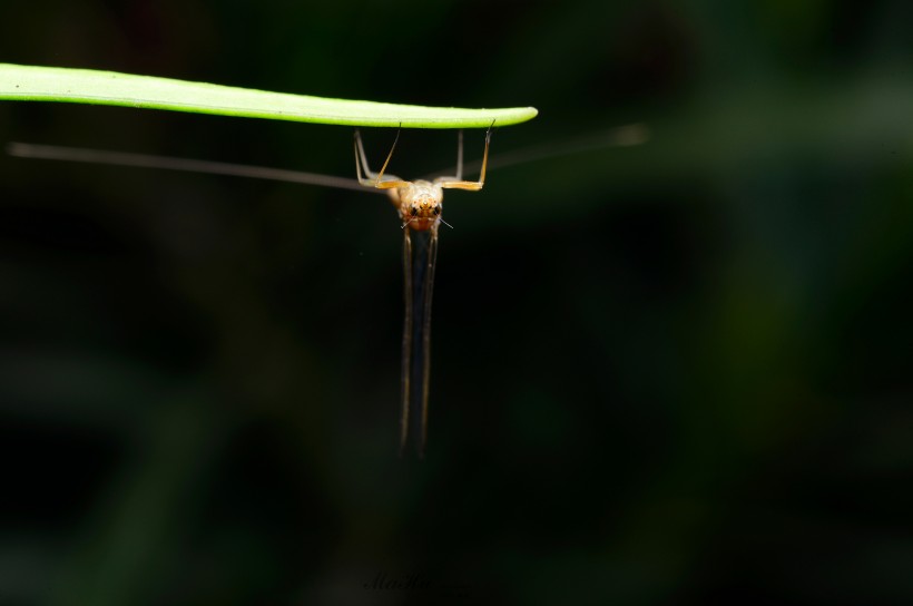 翅膀透明的蜉蝣昆虫图片(6张)