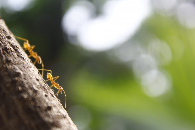 微距蚂蚁图片(11张)