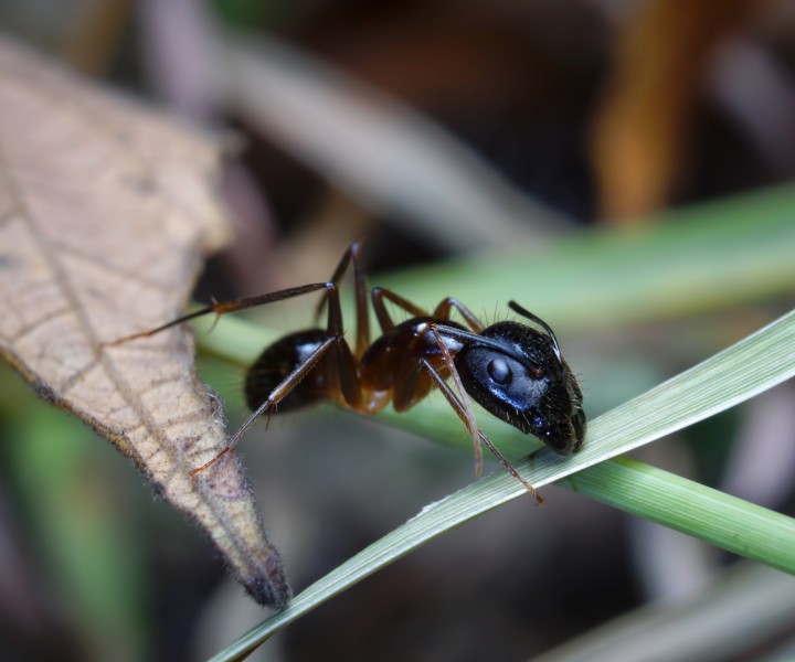 微距蚂蚁图片(11张)
