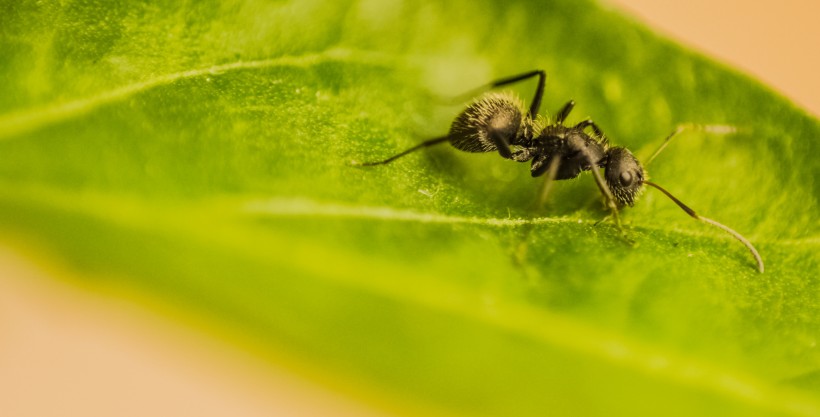可爱蚂蚁图片(20张)