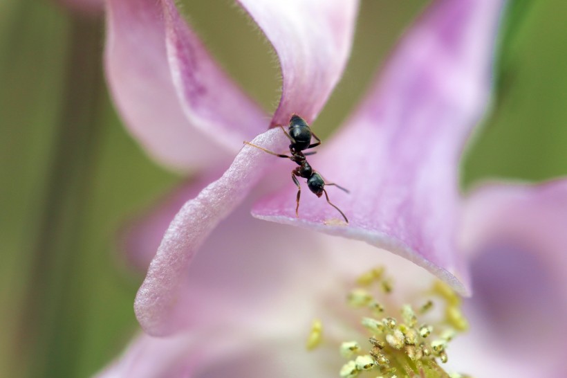 可爱蚂蚁图片(20张)