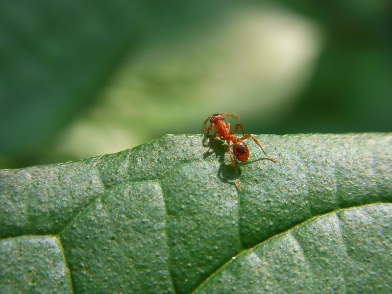 小巧的蚂蚁图片(12张)