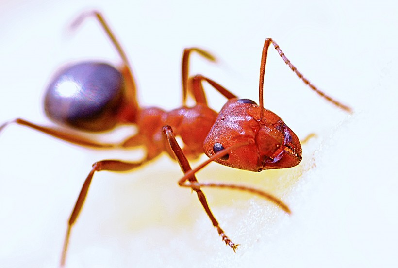 蚂蚁高清图片(15张)