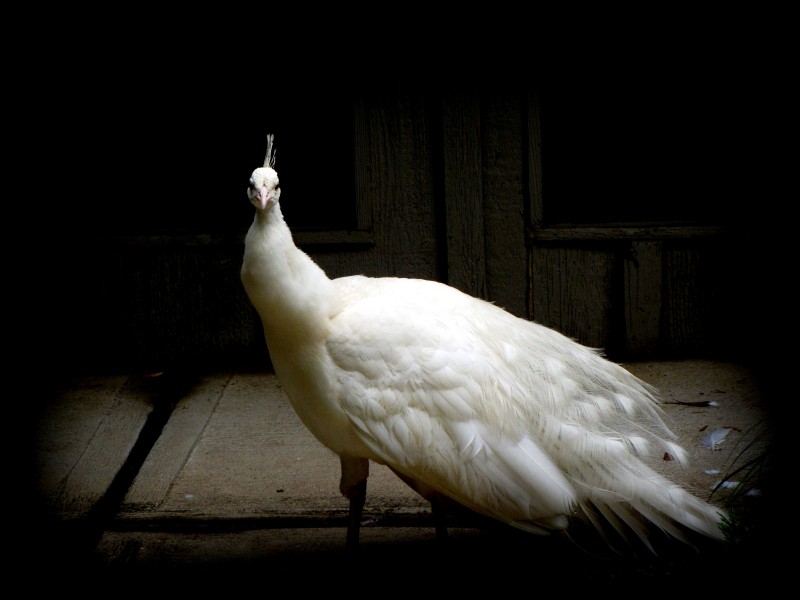 美丽端庄的白孔雀图片(15张)