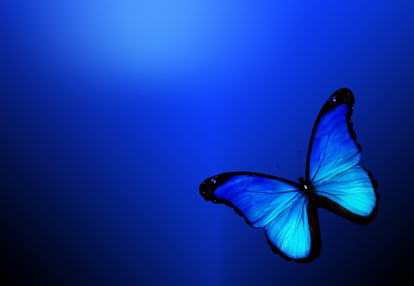 美丽的蝴蝶图片(5张)