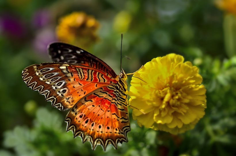 美丽的蝴蝶图片(12张)