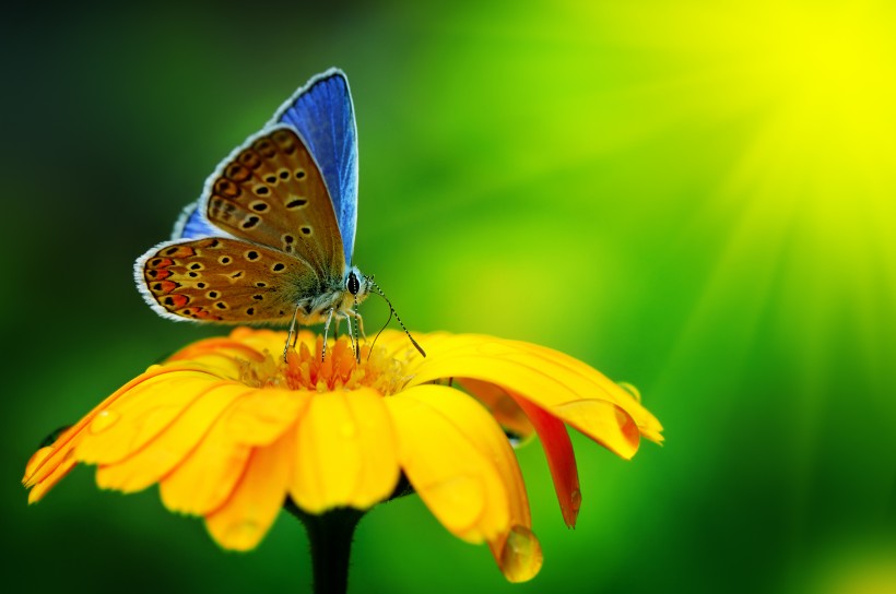 美丽的蝴蝶图片(12张)