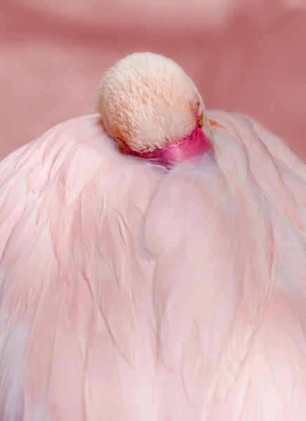 粉红色火烈鸟图片(15张)