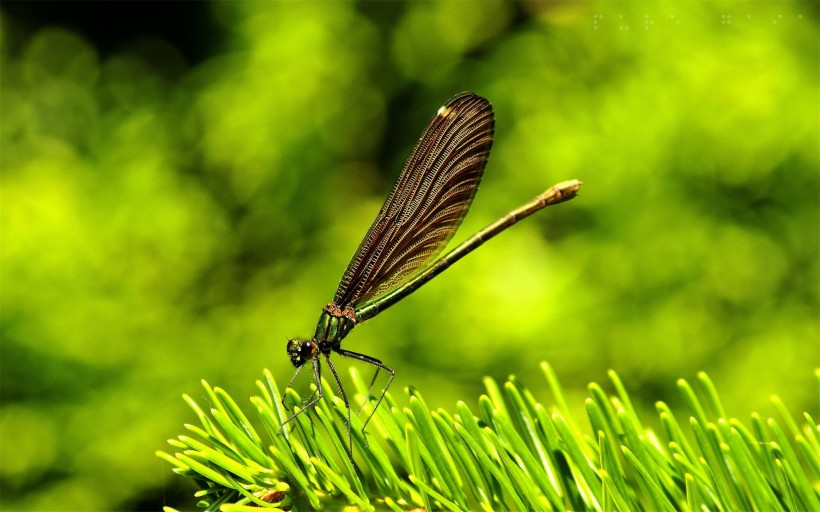 美丽的蜻蜓图片(11张)