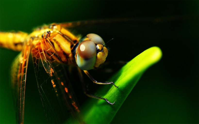 美丽的蜻蜓图片(11张)