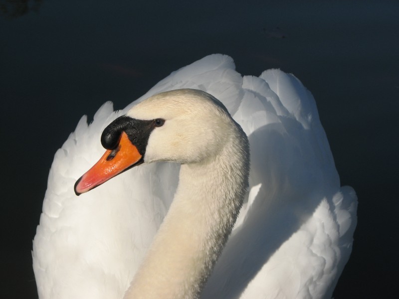 美丽的白天鹅图片(14张)