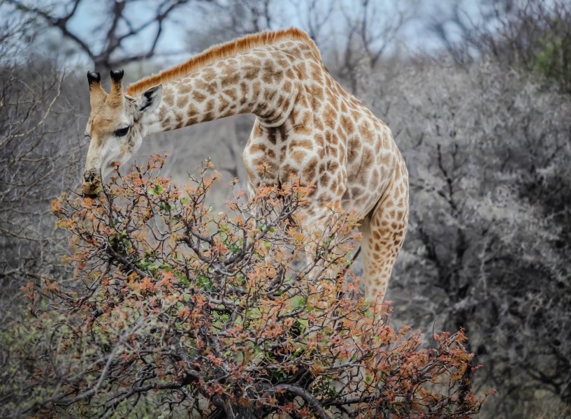 美丽可爱的长颈鹿图片(16张)