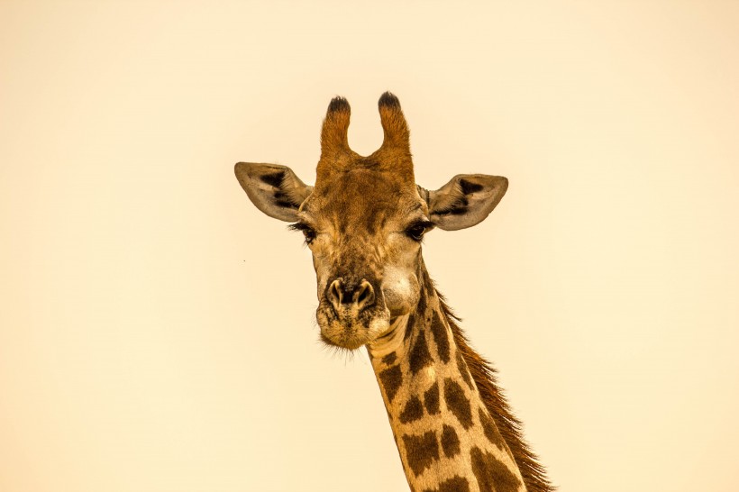 美丽可爱的长颈鹿图片(16张)