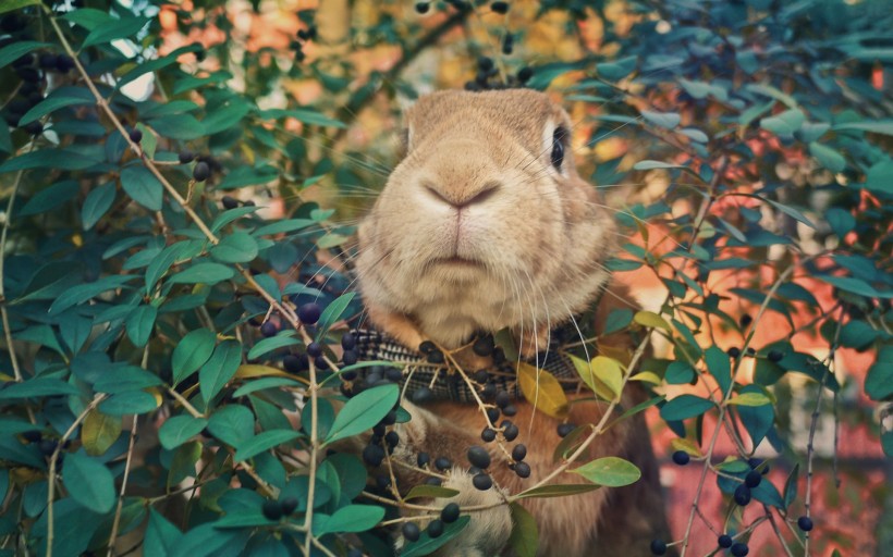 萌宠的兔子图片(5张)