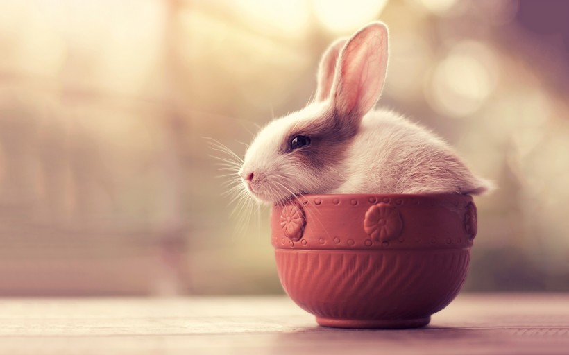 萌宠的兔子图片(5张)