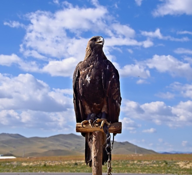 蒙古猎鹰图片(5张)
