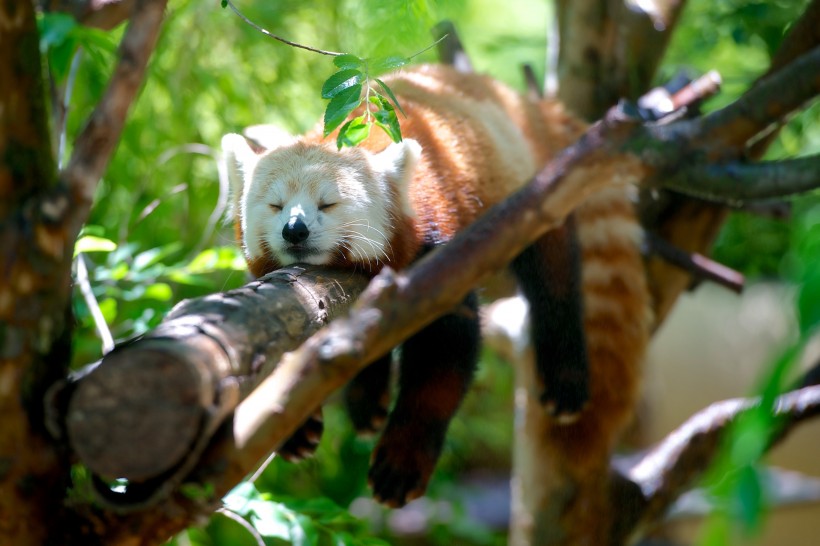 萌萌的小熊猫图片(17张)