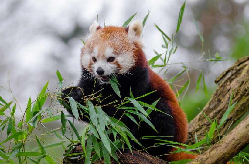 萌萌的小熊猫图片(17张)