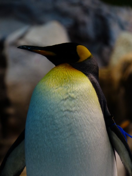 萌萌的企鹅图片(11张)